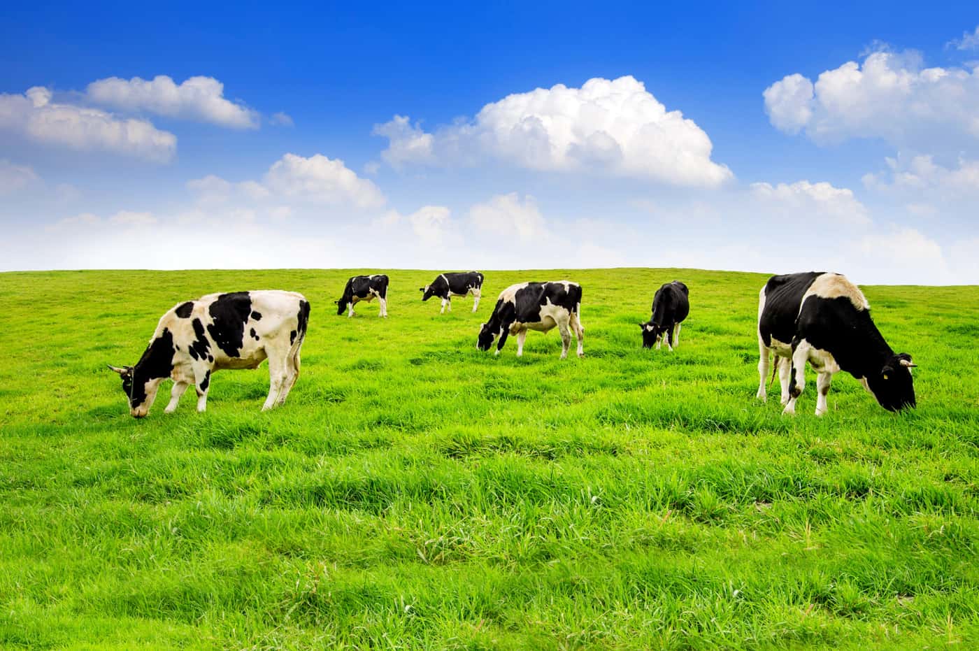 Vaches laitières — source du lait Bom Dia